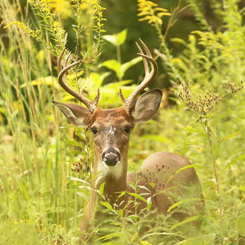 Antlered Deer